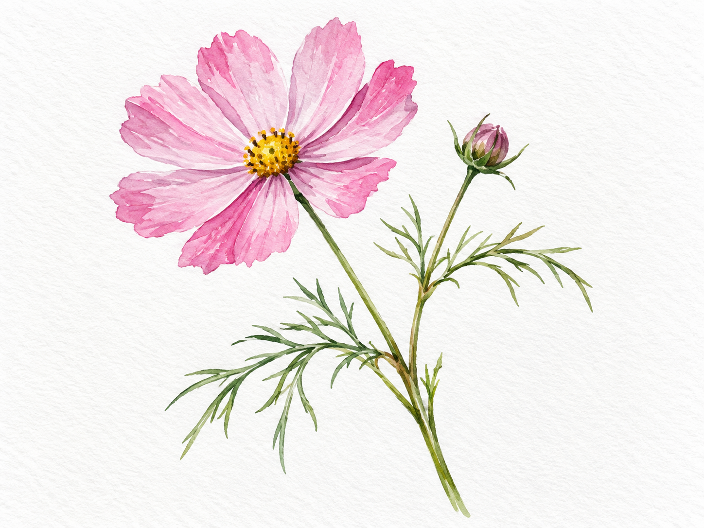 Botanical watercolor of a pink cosmos flower, a closed bud and delicate green leaves.